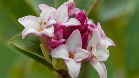 9 Flowering Daphne Varieties For Your Landscape