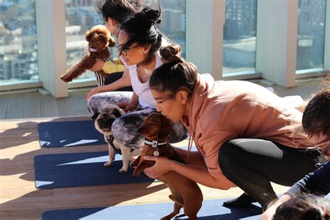 Doga: Yoga with your pup - Megan's