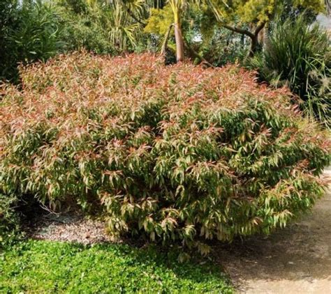 Agonis Flexuosa ‘nana Dwarf Peppermint Tree Lcn Native Plant Nursery