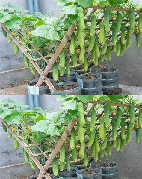 Vertical Vegetable Garden Design Ideas Hot Sex Picture