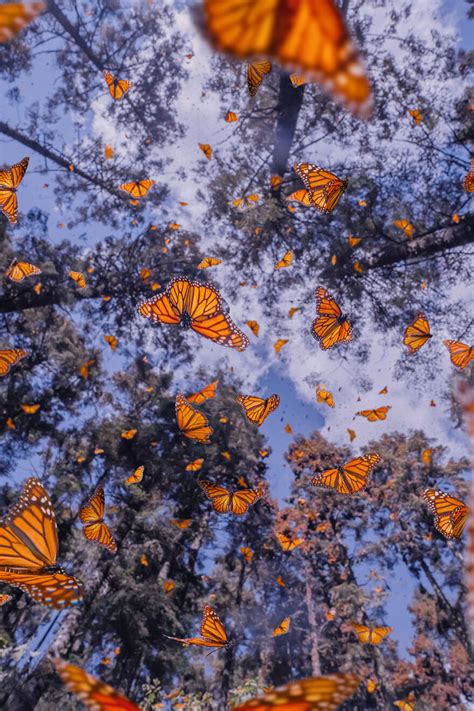 I Went To The Monarch Butterfly Biosphere Reserve In Mexico And Here