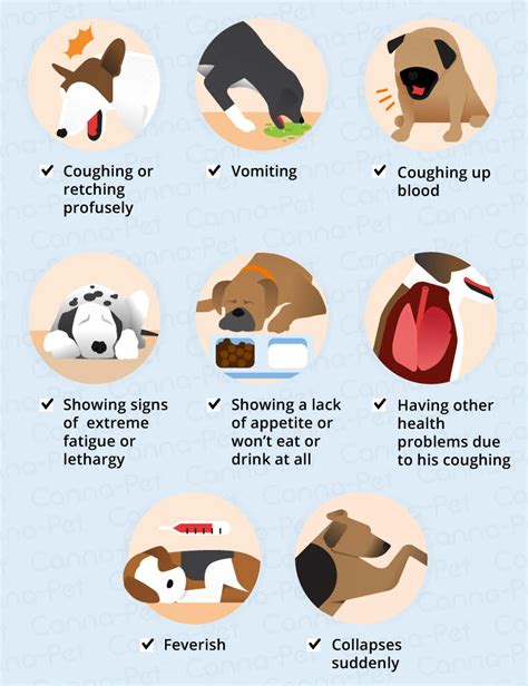 What To Do When Your Dog Keeps Coughing