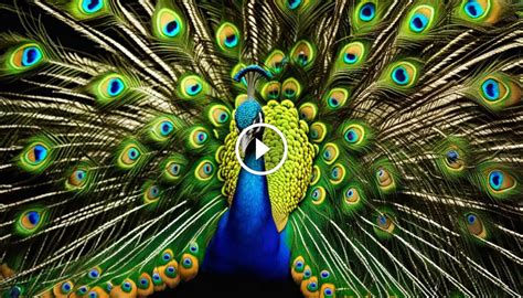 Explore The Different Peacock Colors In Nature's Palette