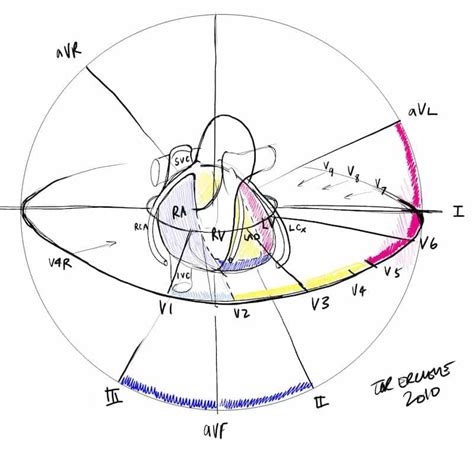 MI Localization • LITFL Medical Blog • ECG Anatomy Basics