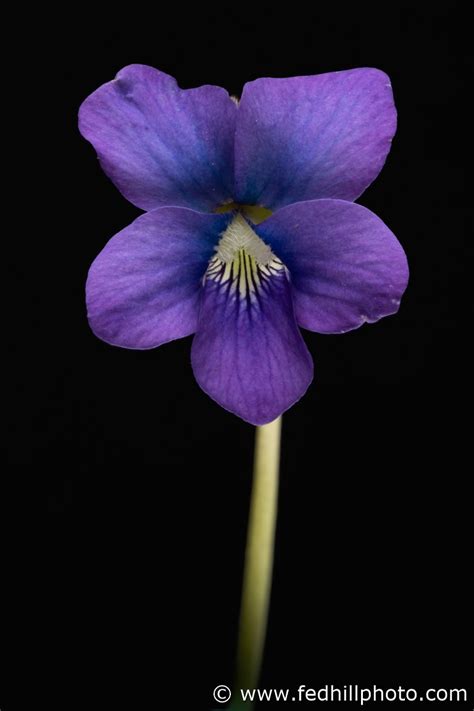 For Sale - Fine Art Photo - Wild Violet (Viola papilionacea) - Federal ...