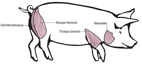 Pig Muscles