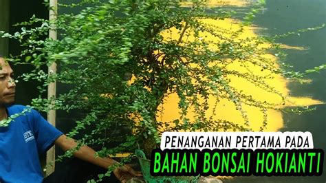 Proses Penanganan Pertama Pada Bahan Bonsai Hokianti Repoting