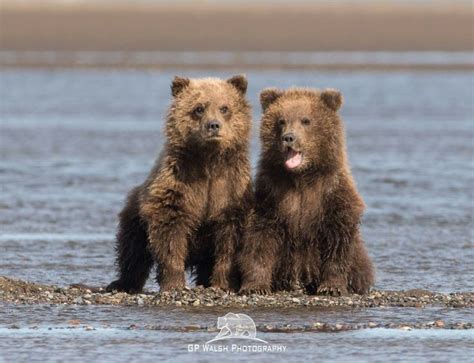 Alaskan Brown Bear Cubs at Lake Clark National Park