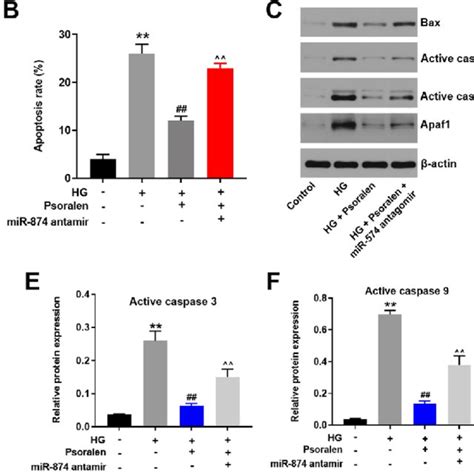 Psoralen Alleviated Hg Induced Apoptosis In Hk Cells Via Upregulating