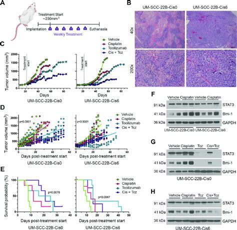 Tocilizumab Inhibits Cancer Stemness In A Cisplatin Resistant Xenograft