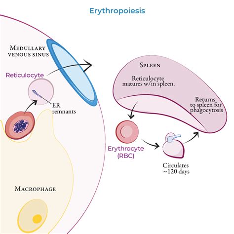Physiology Glossary Erythropoiesis Ditki Medical And Biological Sciences