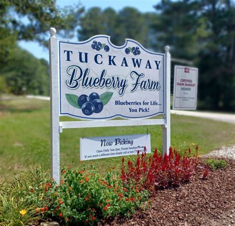 tuckaway blueberry farm gwinnett county ga