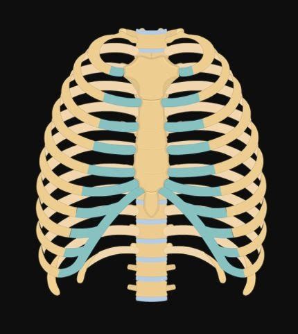 Anat The Thoracic Wall Diagram Quizlet