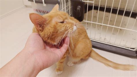 飼い主に甘える姉猫と、その尻尾に悪戯をする猫。 Festaオフィシャルブログ「猫のいる生活」powered By Ameba