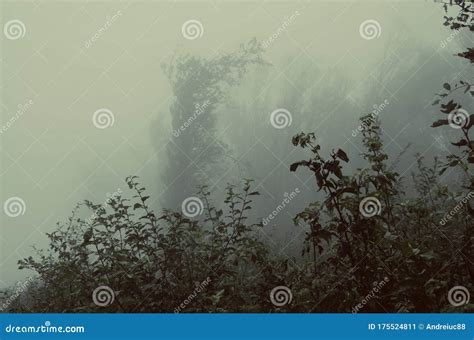 Floresta Misteriosa Assustadora Neblina Imagem De Stock Imagem De