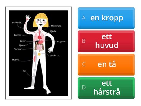 Kroppsdelar SvA Quiz