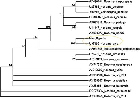 Phylogenetic Tree Based On SSU RRNA Sequences Of N Neumanni N Sp And