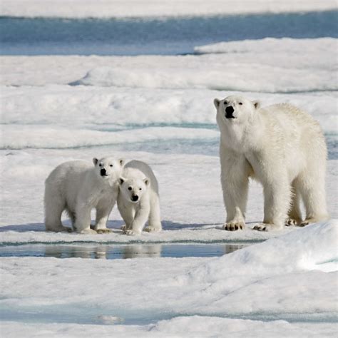 Longyearbyen Polar Bears Wall Art Photography