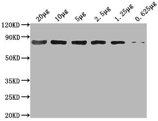 抗体 Mouse体内培养的Homo sapiens Human HSPA8 Monoclonal Antibody 华美生物