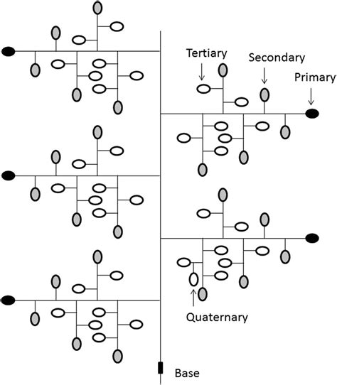 Panicle structure of rice. | Download Scientific Diagram