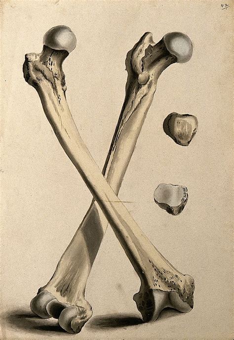 Difference Between Male And Female Femur Compare The Difference