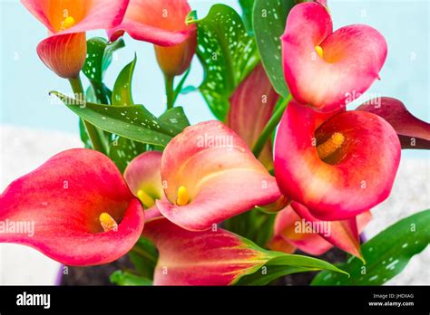 Red Calla Lilies Flowers On A Flowerpot Stock Photo Alamy