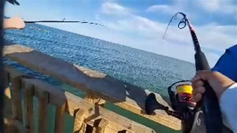 Live Roughtail Stingray Catch And Clean Catch Clean Youtube