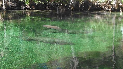 The Manatees are home at Blue Springs today!- The Volusia Community