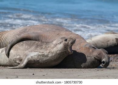 Elephant Seal Couple Mating Peninsula Valdes Stock Photo