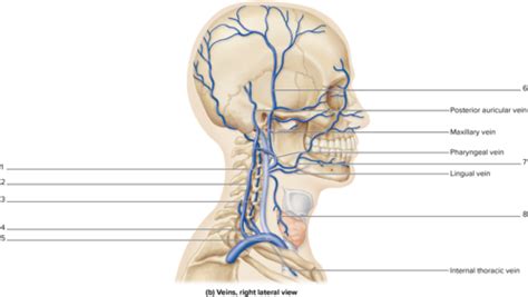 Fichas De Aprendizaje Drenaje De La Cabeza Y Cuello Quizlet