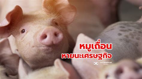 ต้องระวัง ขบวนการหมูเถื่อน สร้างหายนะเศรษฐกิจ สัตวแพทย์สาธารณสุข หนุน