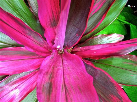 Flor Color De Rosa Naturaleza Foto Gratis En Pixabay Pixabay