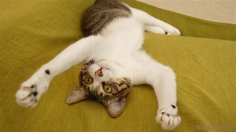 ｢猫に学びたい ストレス解消 の極意｣簡単3秘訣 ｢猫と暮らして40年の犬猫写真家｣が教えるコツ 人生で大切なことは､みんな｢猫｣から学べる！ 東洋経済オンライン