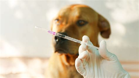 NO DEBE HABER ALARMA POR LA RABIA LO CONDUCENTE ES VACUNAR A PERROS Y