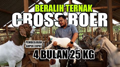 Nekat Pelihara 400 Ekor Kambing Tanpa Pengalaman Hingga Sukses Breeding