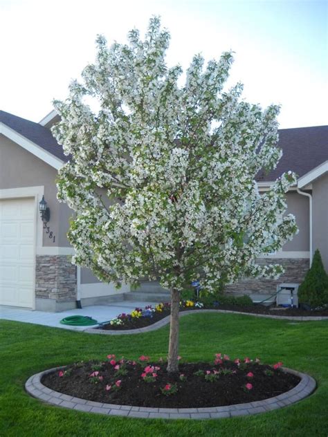 10 Must Have Crabapple Tree Varieties for Your Garden - How to Plant Them