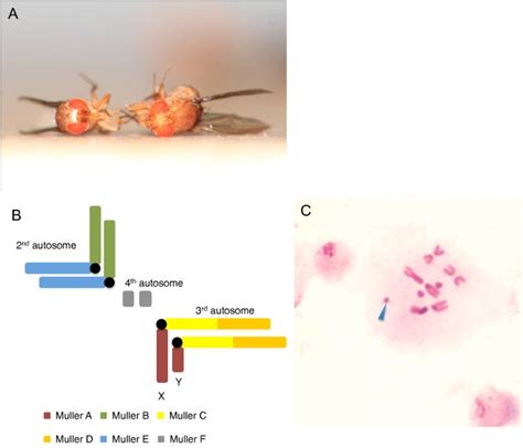 Deciphering Neo Sex And B Chromosome Evolution By The Draft Genome Of