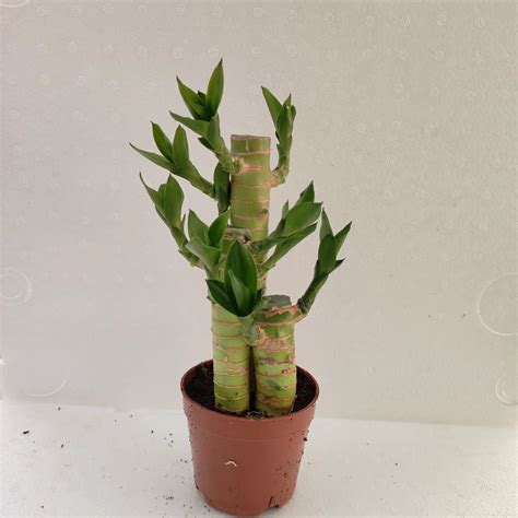 Dracaena Sanderiana Lucky Bamboo Evergreen Nursery Bamboo Wholesale Plant China Lucky Bamboo