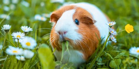 Caring For Your Guinea Pig