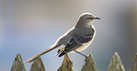 mockingbird-on-a-fence - Mississippi Pictures - Mississippi - HISTORY.com