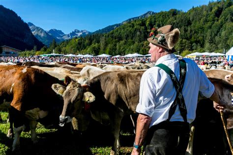 Viehscheid 2022 In Oberstdorf 1000 Schumpen Auf Dem Weg Ins Tal