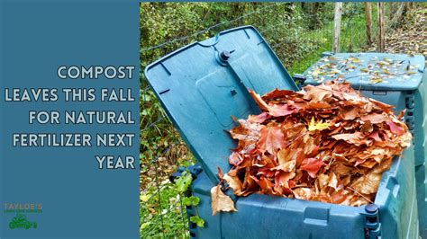 Compost leaves this fall for natural fertilizer next year - Tayloe's ...