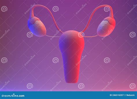 Internal Genital Female Organs Uterus And Ovaries Stock Illustration