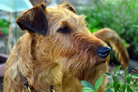 Cane Sospira Come Mai E Che Significa