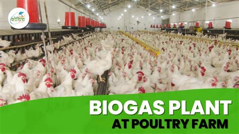 Biogas Plant At Poultry Farm Poultry Waste Management Poultry