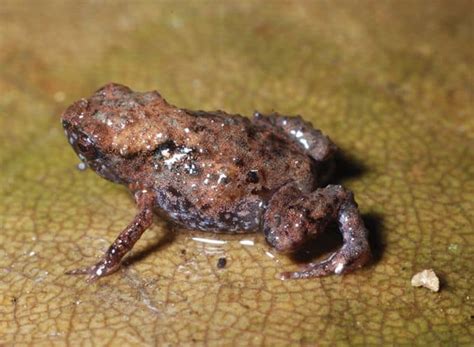 The Smallest Frog In The World