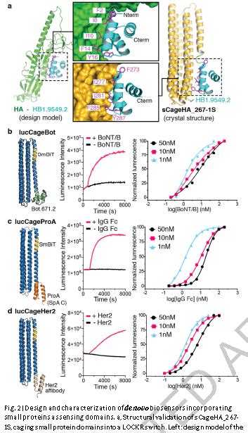 科学网—新型生物传感器：可快速检测冠状病毒蛋白和抗体（附原文） 诸平的博文