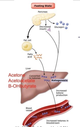 Clinical Chemistry I Lecture 5 Carbohydrates Part Ii Flashcards Quizlet