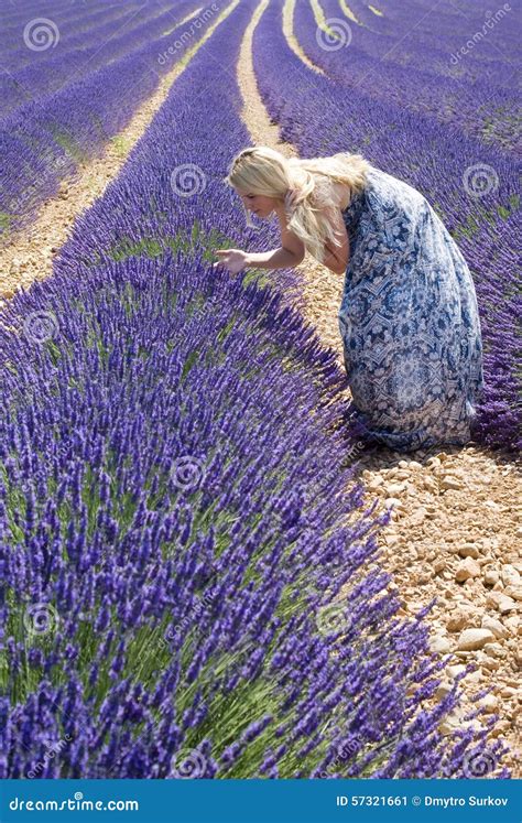 Woman In Lavender Field Stock Image Image Of Field Lush 57321661