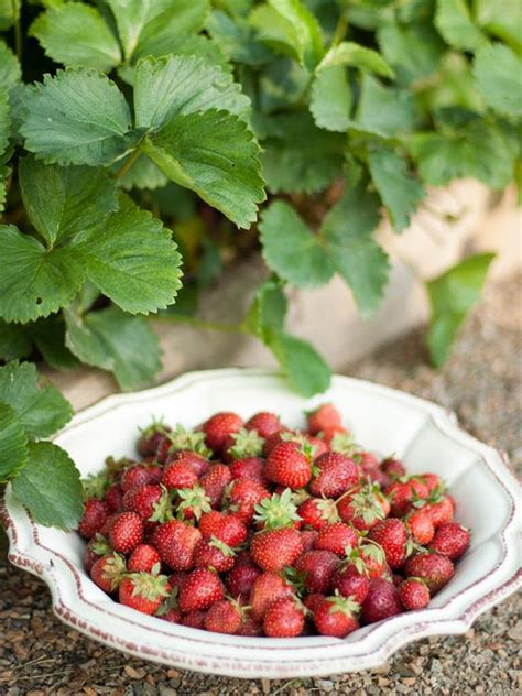 Edible Landscape Design Hgtv